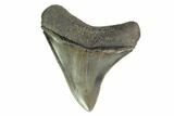 Serrated, Fossil Megalodon Tooth - Excellent Tip #149378-1